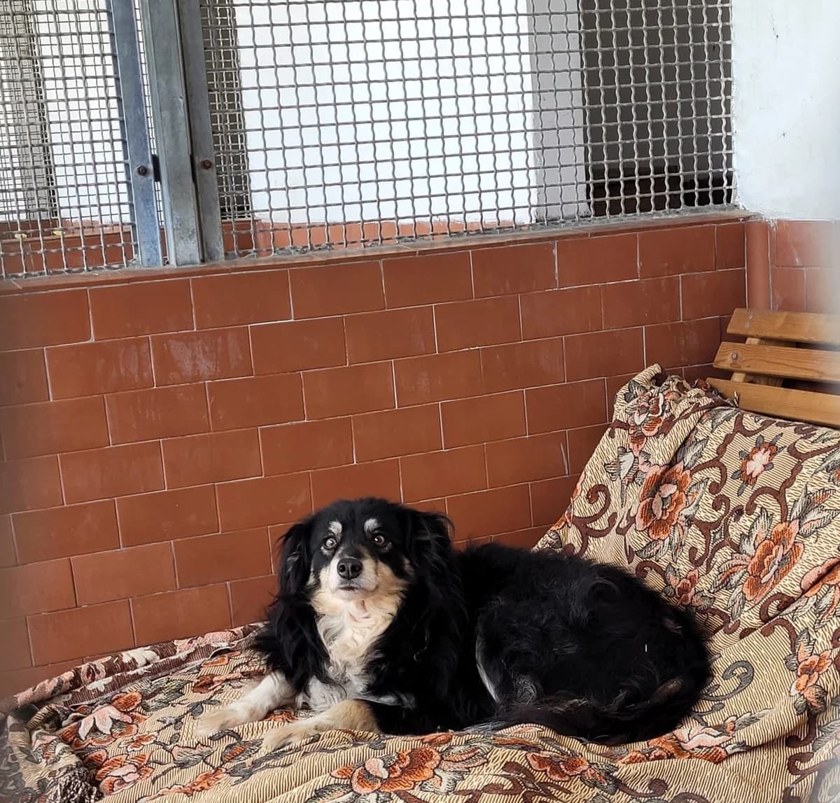 Ambra, female 5yo mixed breed for adoption at UAI Rifugio Animali Abbandonati
