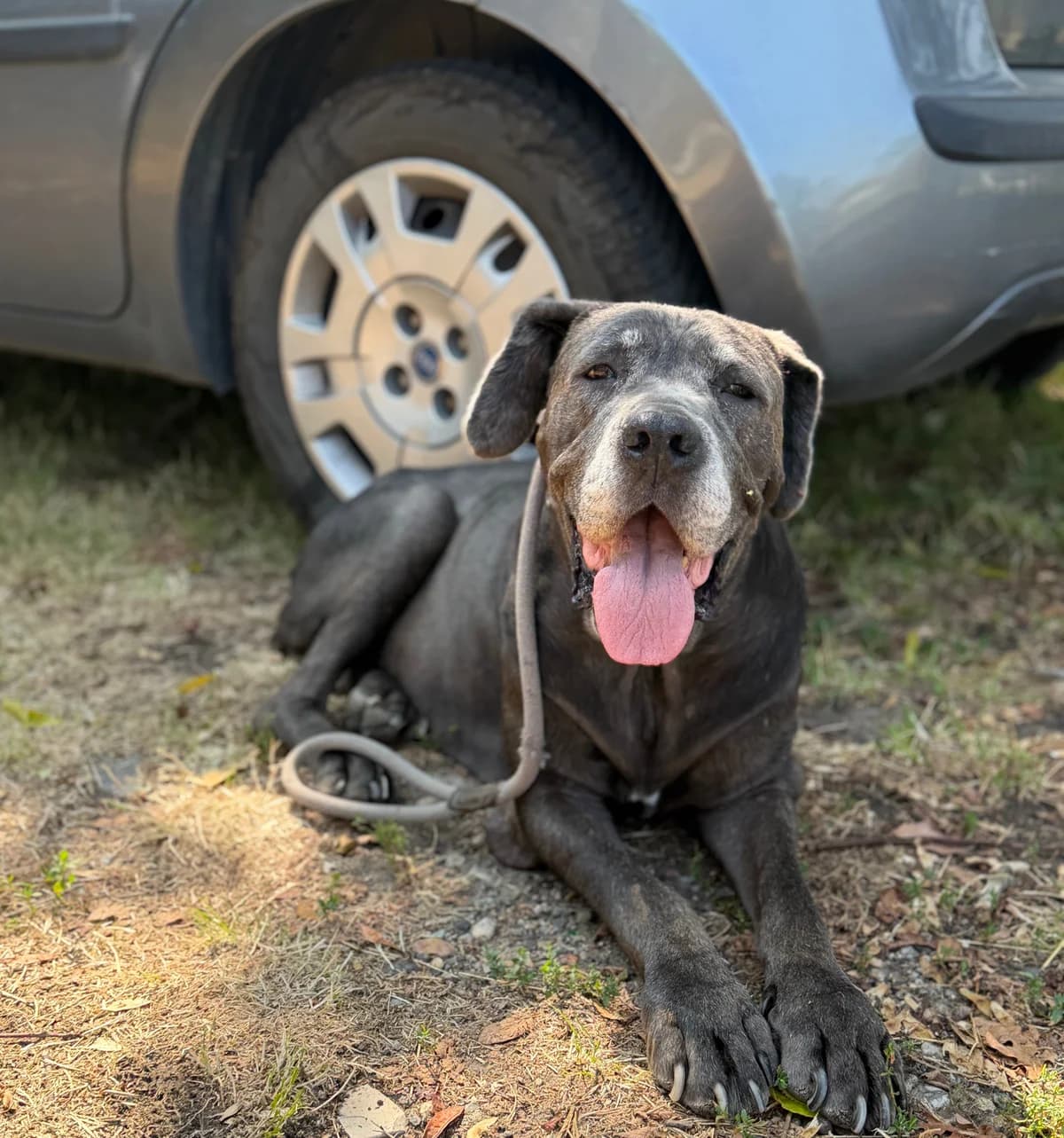 Bea, female 7yo mixed breed for adoption at UAI Rifugio Animali Abbandonati