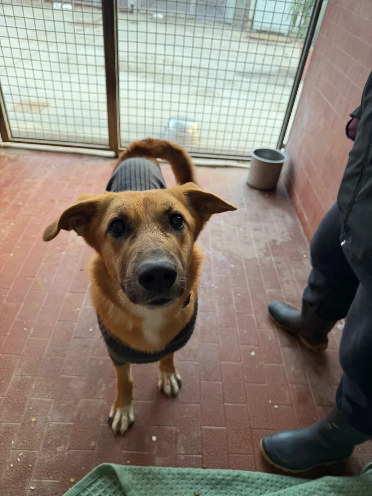 Brave, male Mixed Breed for adoption at UAI Rifugio Animali Abbandonati