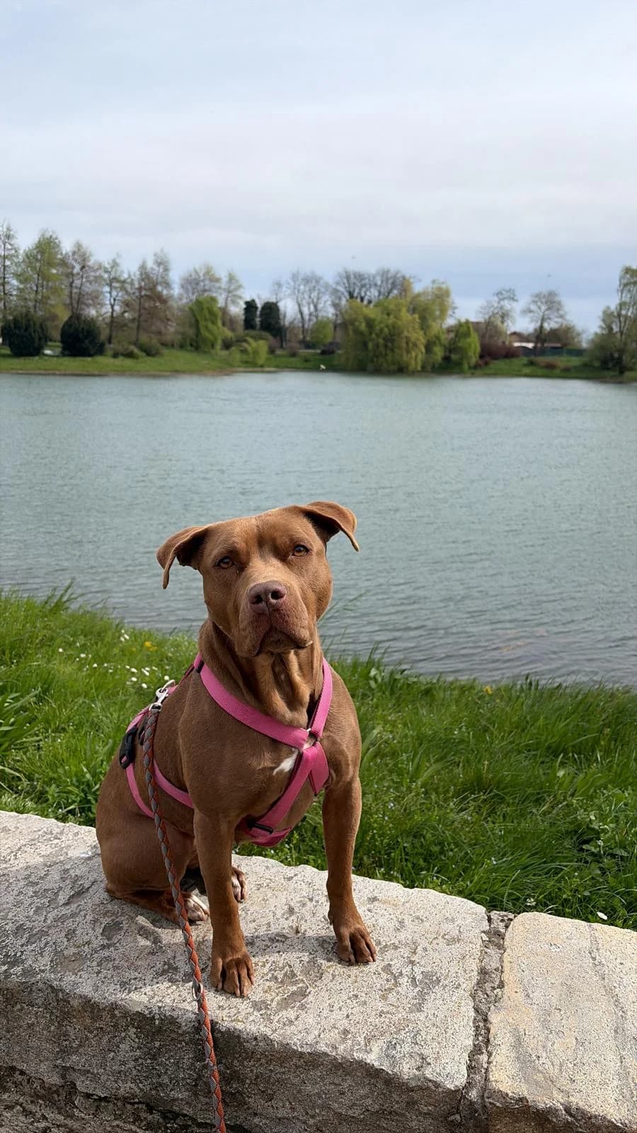 Rose, female senior Pit Bull Terrier for adoption at UAI Rifugio Animali Abbandonati