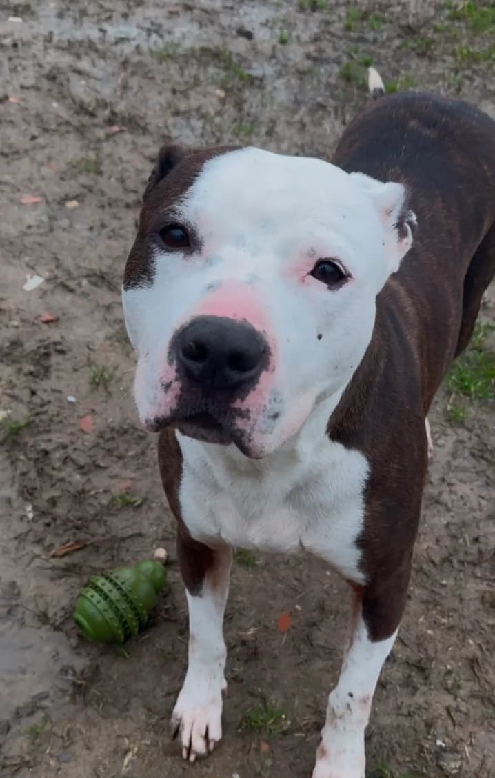 Boyka, male 4yo Pit Bull Terrier for adoption at UAI Rifugio Animali Abbandonati