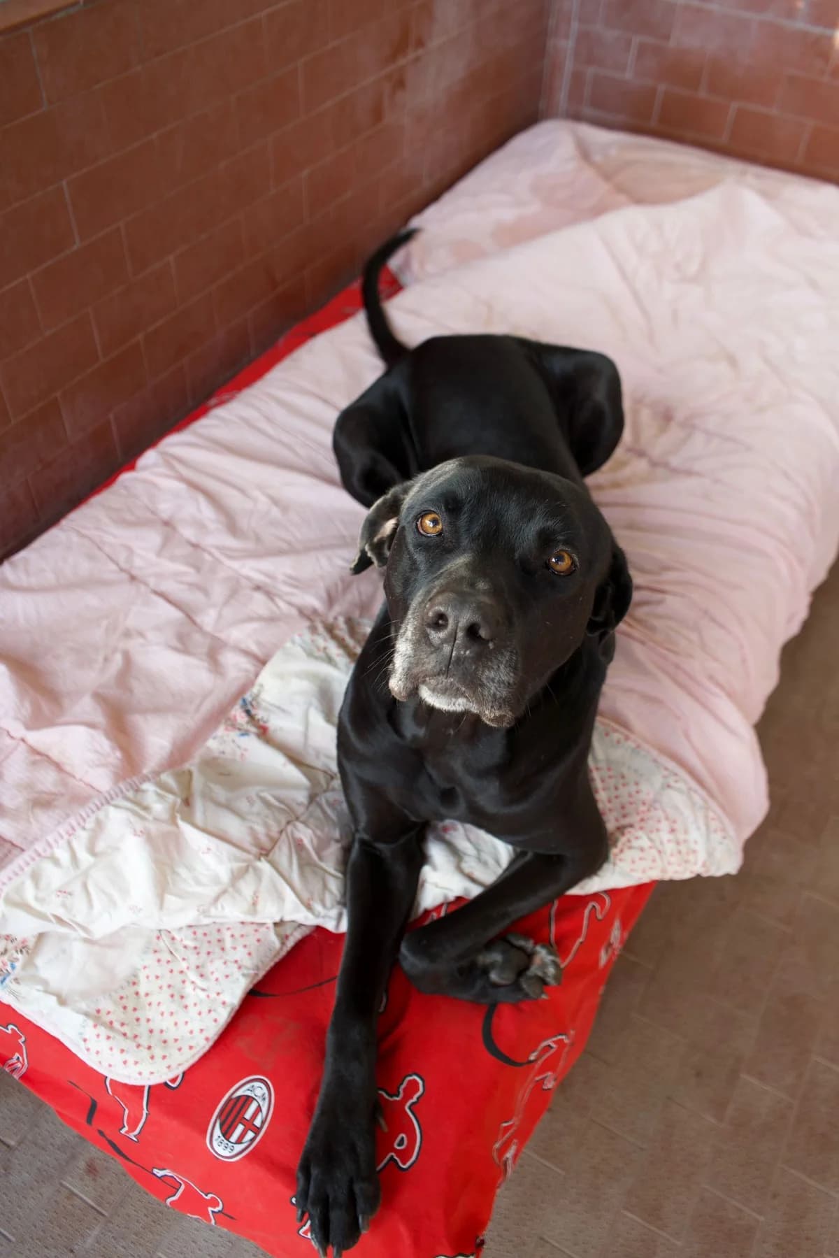 Sissi, female 5yo Cane Corso for adoption at UAI Rifugio Animali Abbandonati