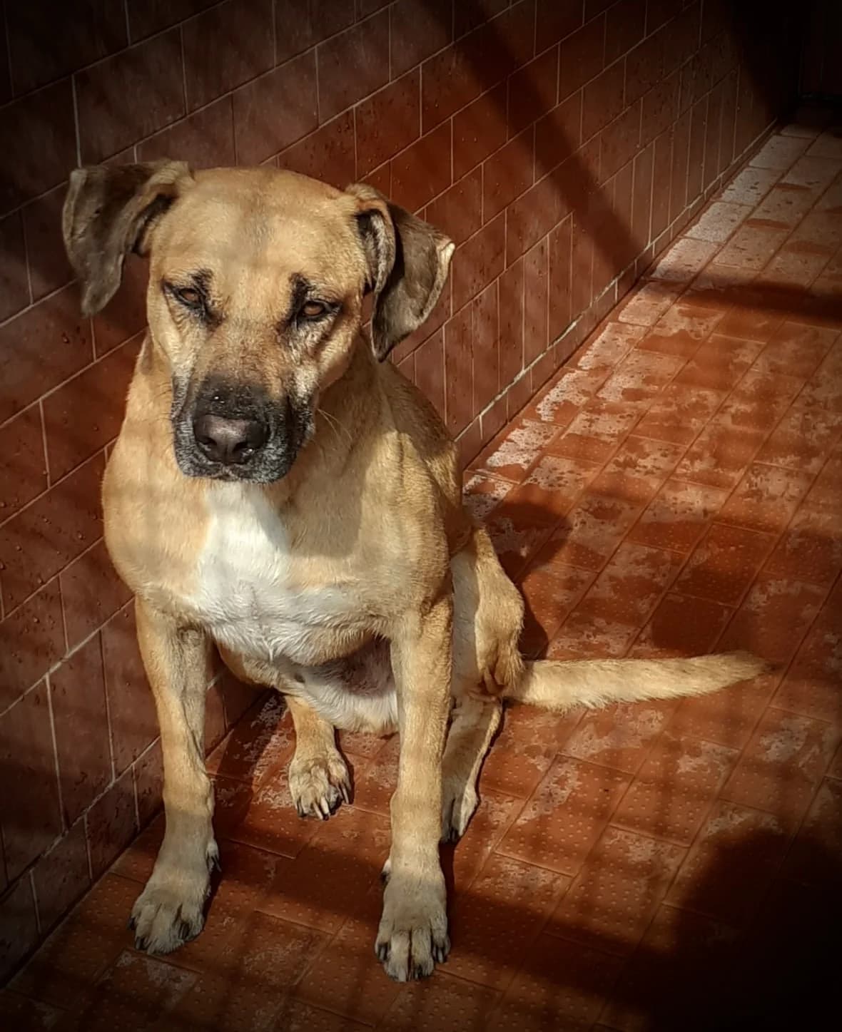 Tom, male senior mixed breed for adoption at UAI Rifugio Animali Abbandonati
