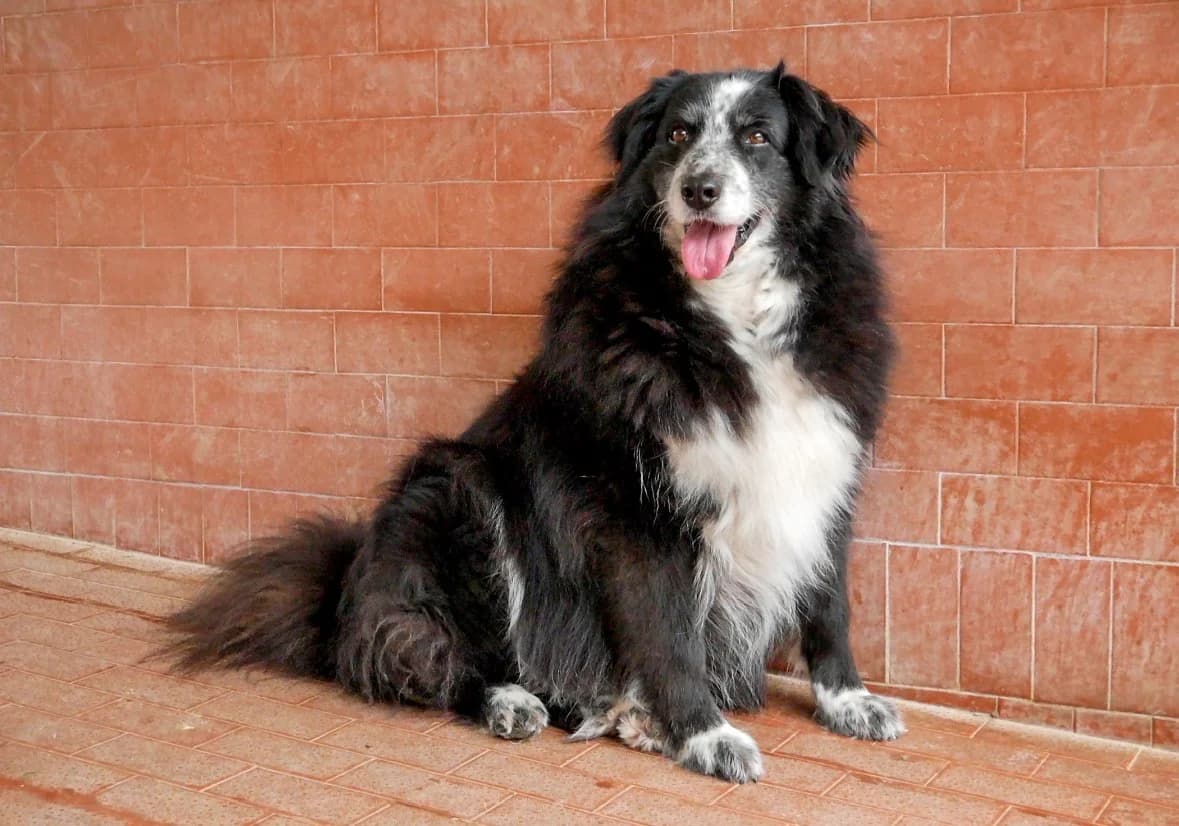 Magia, female senior Border Collie for adoption at UAI Rifugio Animali Abbandonati