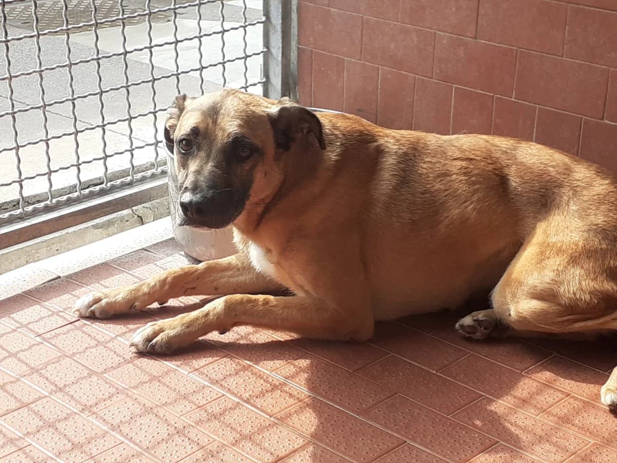 Liam, male senior mixed breed for adoption at UAI Rifugio Animali Abbandonati
