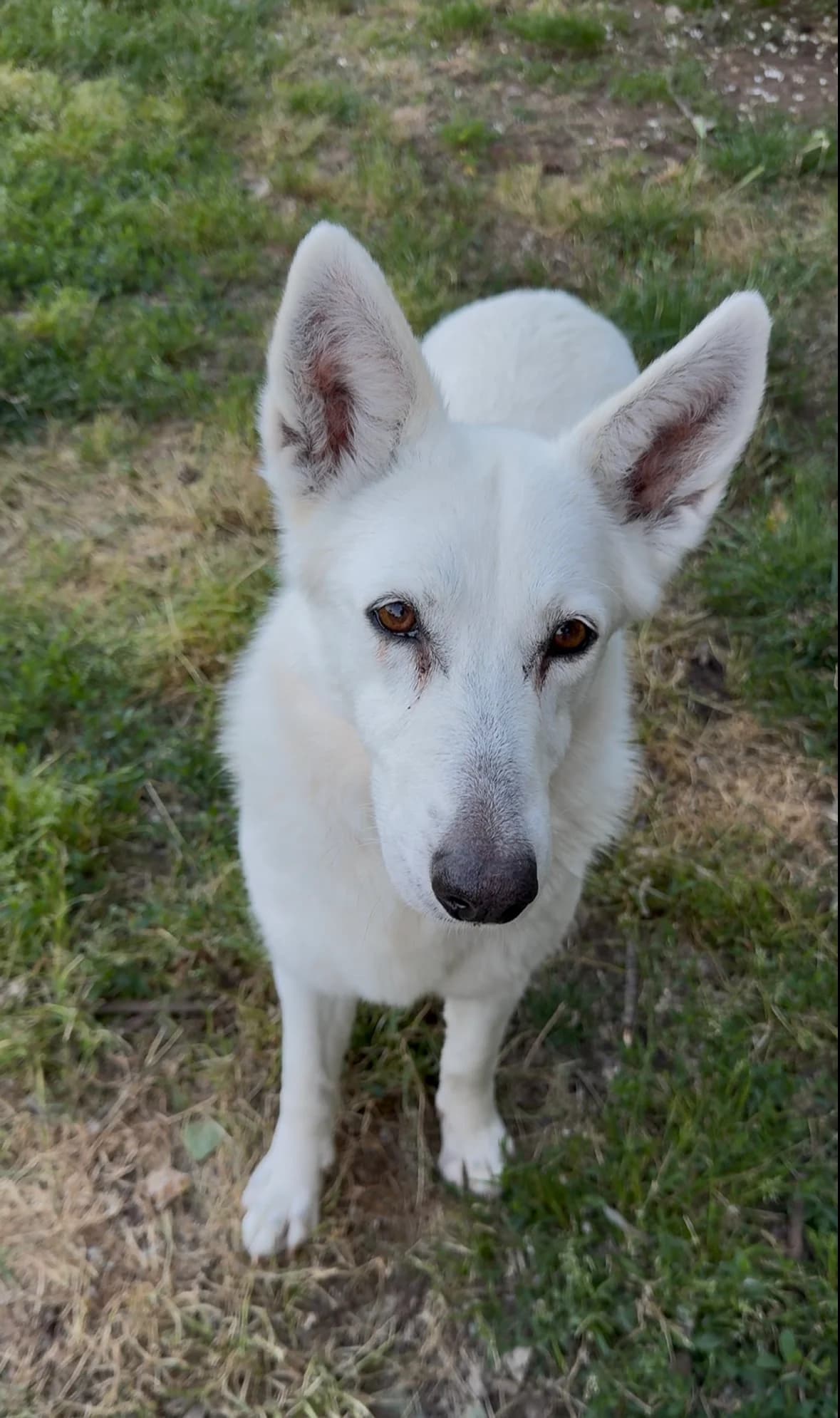 Musa, female senior mixed breed for adoption at UAI Rifugio Animali Abbandonati