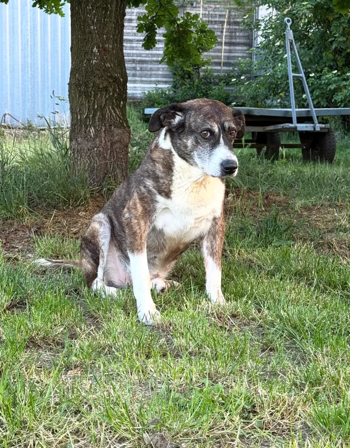 Argo, male 5yo mixed breed for adoption at UAI Rifugio Animali Abbandonati