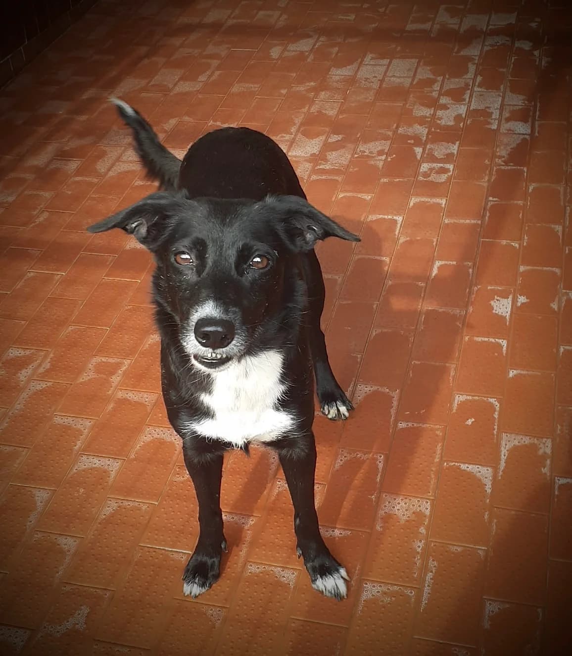 Guenda, female senior mixed breed for adoption at UAI Rifugio Animali Abbandonati