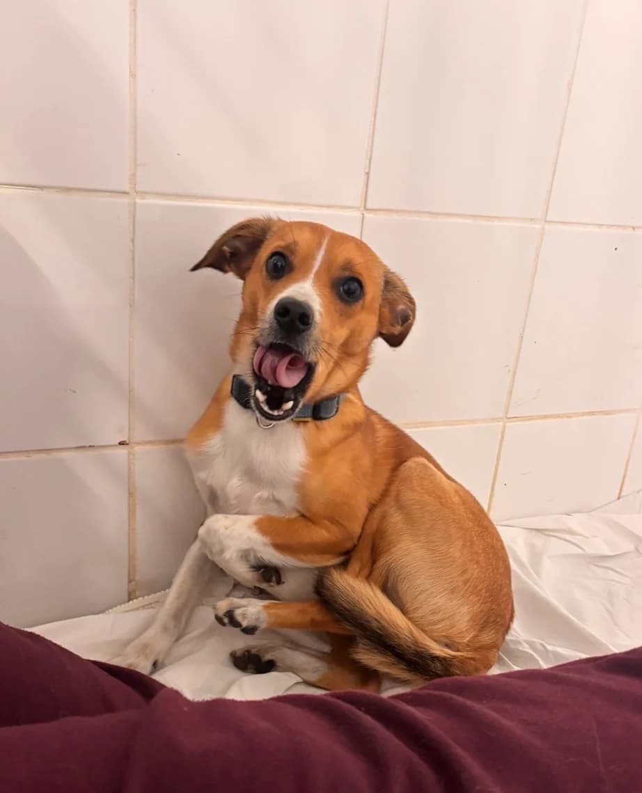 Casino muto, male young mixed breed for adoption at UAI Rifugio Animali Abbandonati