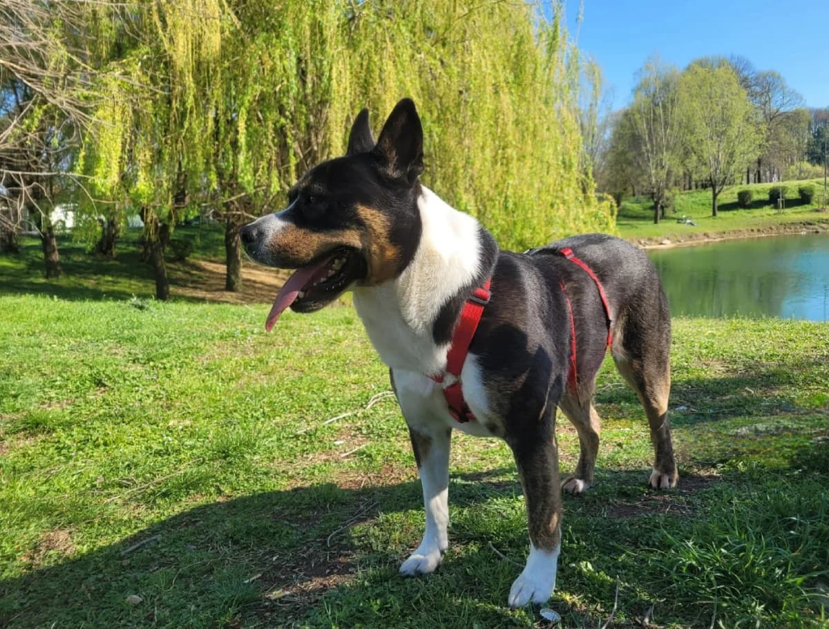 Gianna, female senior Pit Bull Terrier for adoption at UAI Rifugio Animali Abbandonati