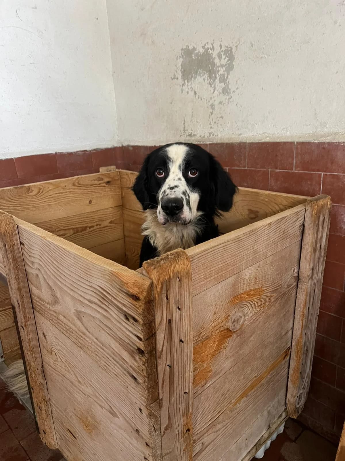 Blue, male 4yo Border Collie for adoption at UAI Rifugio Animali Abbandonati