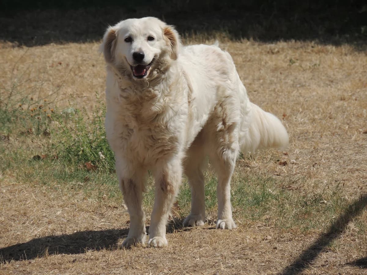Love, female 6yo mixed breed for adoption at UAI Rifugio Animali Abbandonati