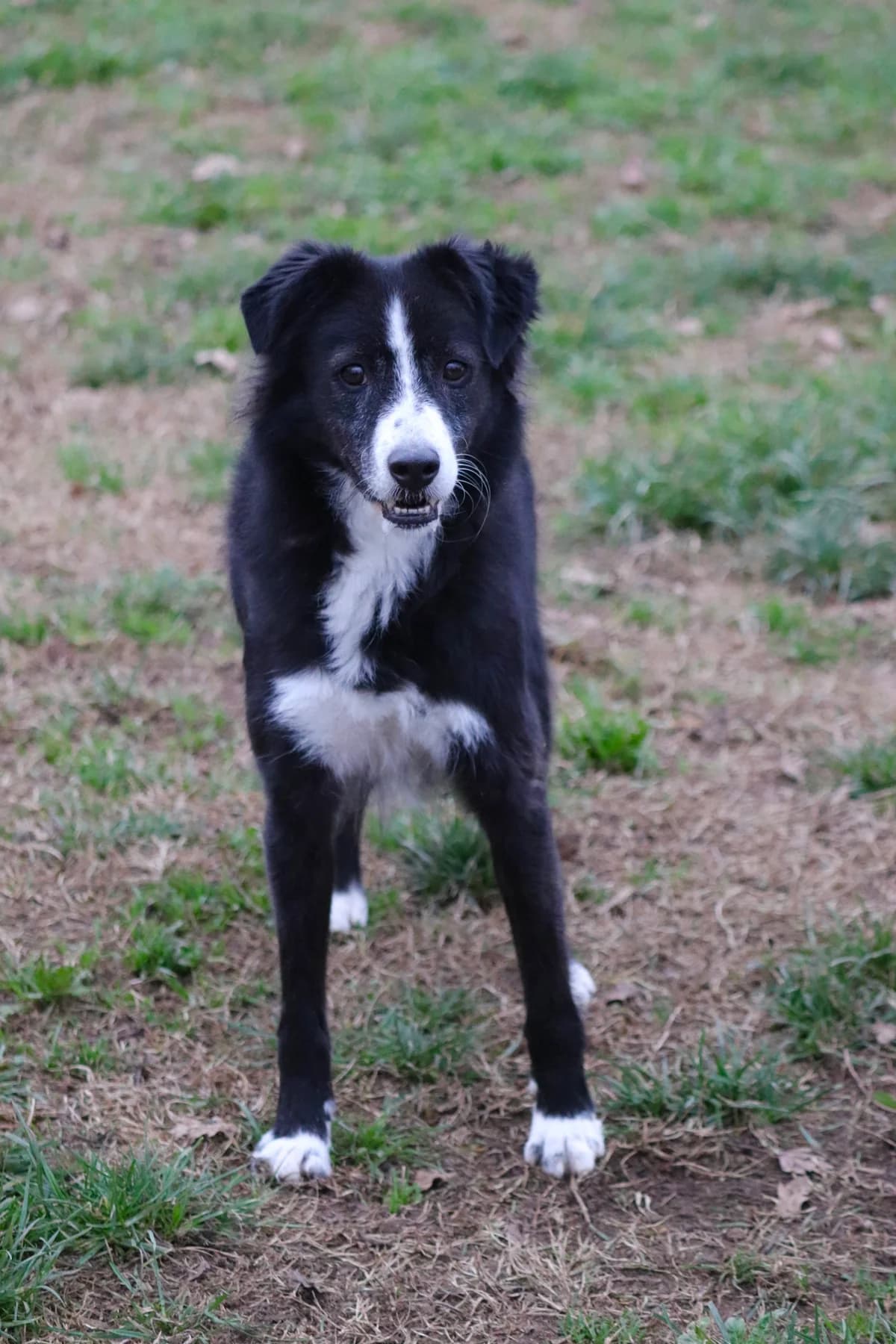 Numa, female 7yo Border Collie for adoption at UAI Rifugio Animali Abbandonati