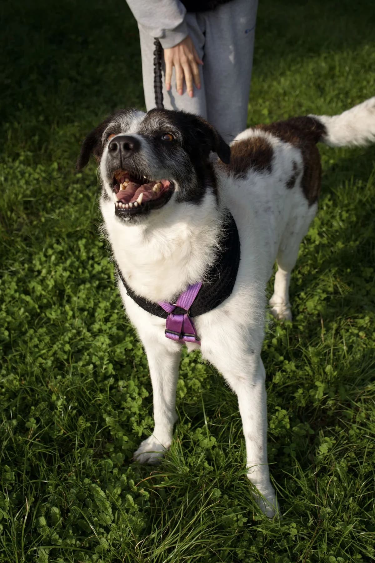 Piccolo, male 7yo mixed breed for adoption at UAI Rifugio Animali Abbandonati