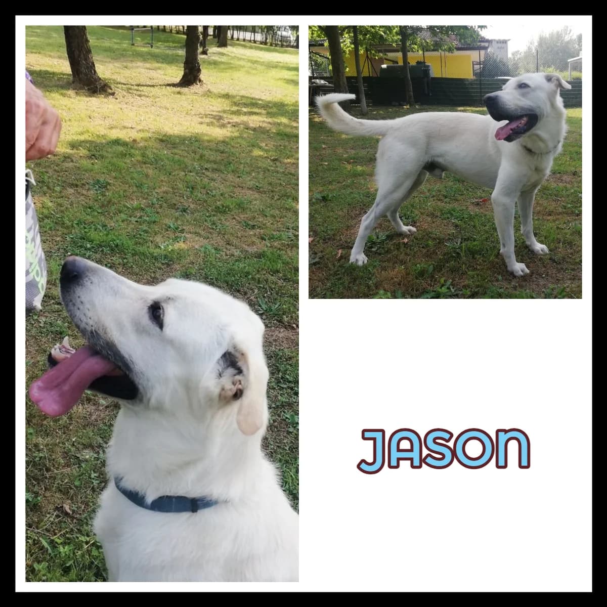 JASON CERCA CASA, male 3yo Mixed Breed for adoption at Zampa su Zampa, Italia