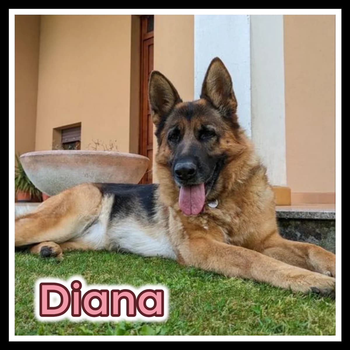 DIANA CERCA CASA, female 4yo Mixed Breed for adoption at Zampa su Zampa, Italia