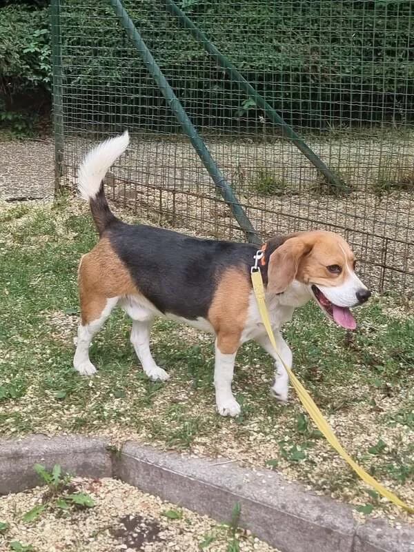 Stich bellissimo beagle cerca casa, male 3yo Mixed Breed for adoption at Zampa Trentina