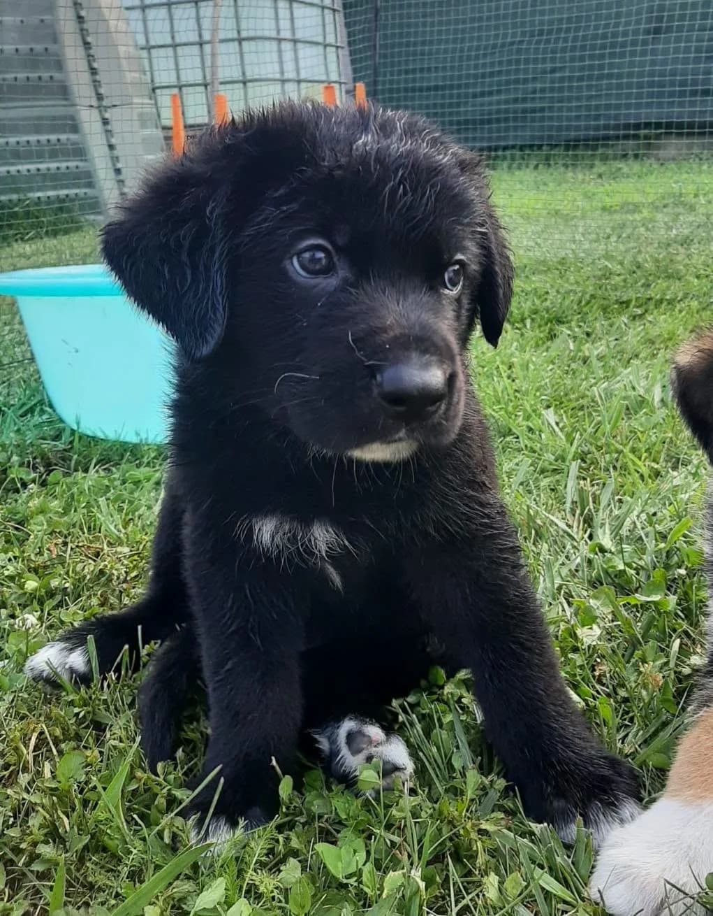 Ulisse e Penelope bellissimi cucciolotti incrocio pastore tedesco cercano casa, male puppy Mixed Breed for adoption at Zampa Trentina