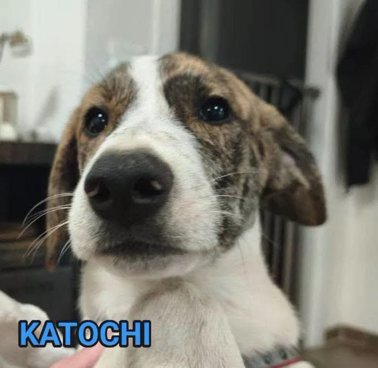 Tre bellissimi cuccioli taglia media cercano casa, male puppy Mixed Breed for adoption at Zampa Trentina