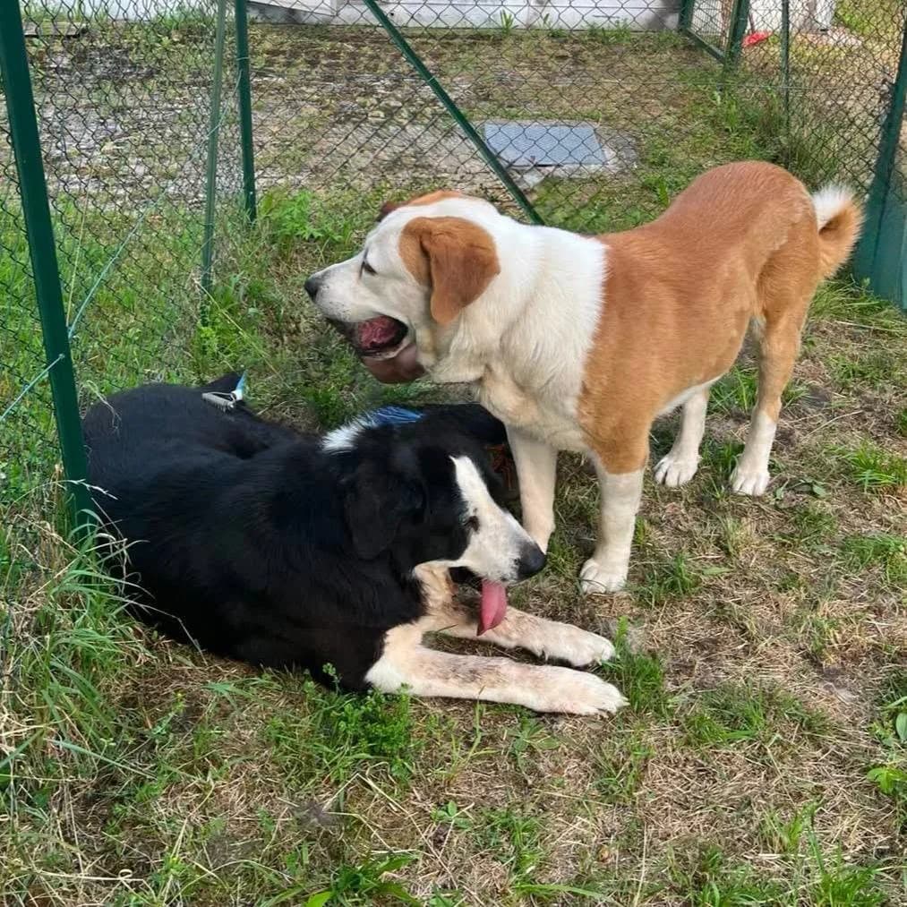 EMERGENZA PASTORI DELL'ASIA CENTRALE, male 3yo Mixed Breed for adoption at Zampa Trentina