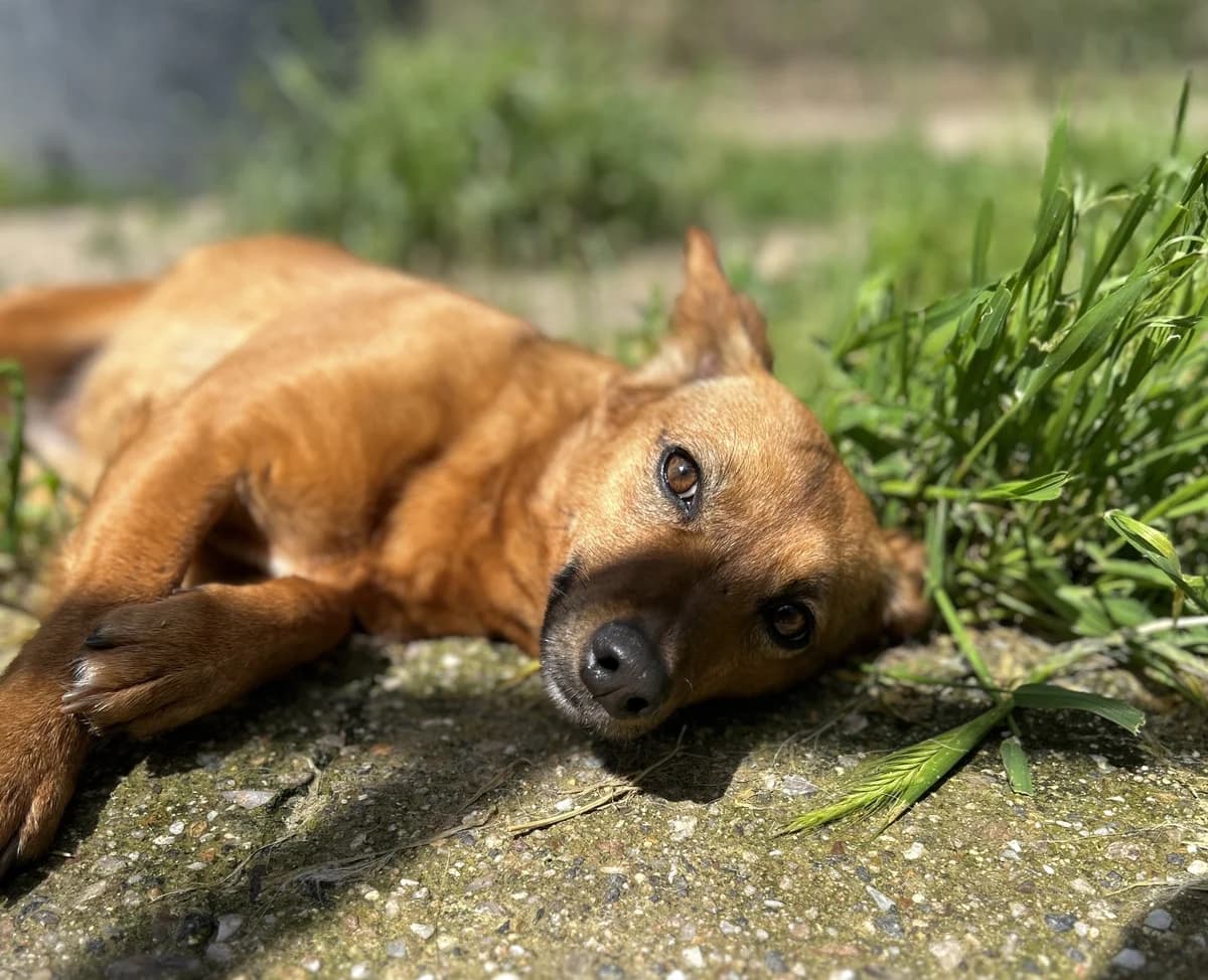 Anya, female 3yo Mixed Breed for adoption at Zampesarde