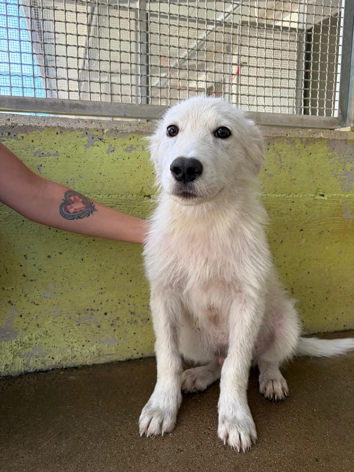 Brian, puppy Mixed Breed for adoption at Zampesarde