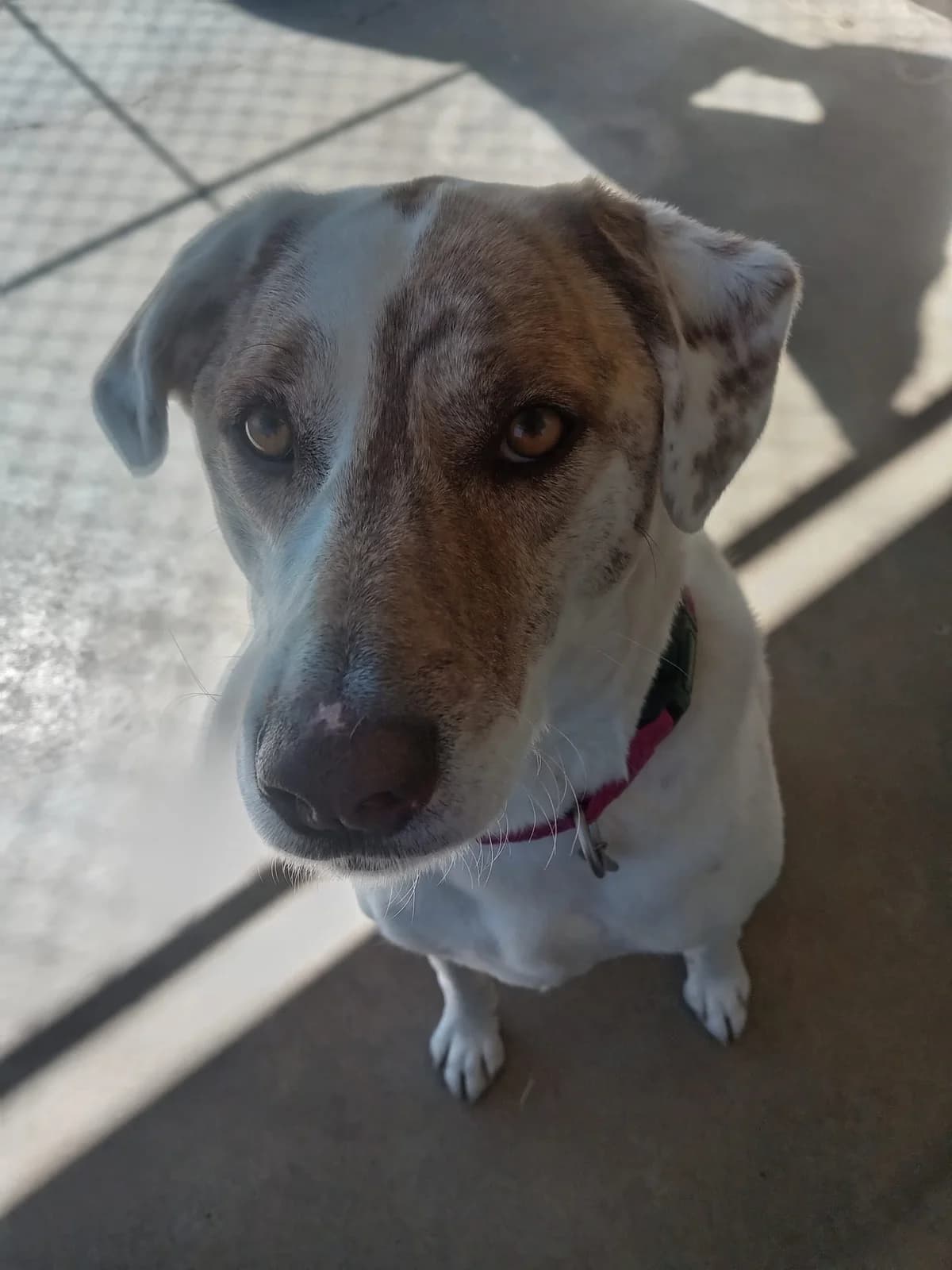 Emy, 3yo Mixed Breed for adoption at Zampesarde