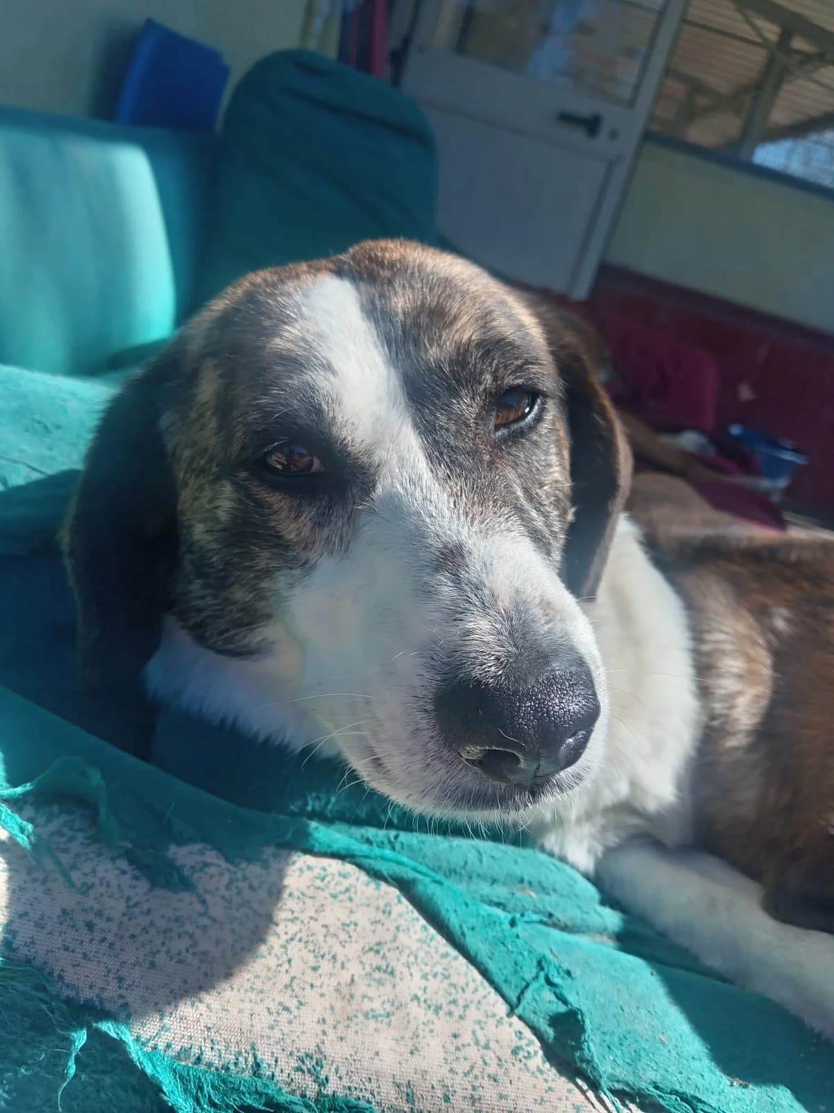Kira Morgan, female Mixed Breed for adoption at Zampesarde