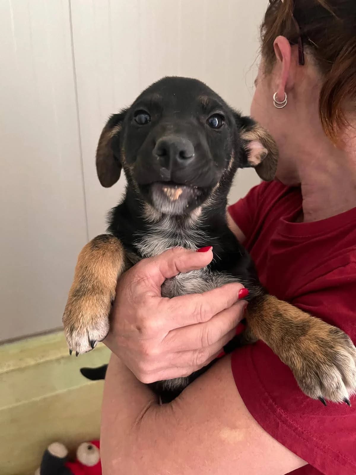 Mafalda, female puppy Mixed Breed for adoption at Zampesarde