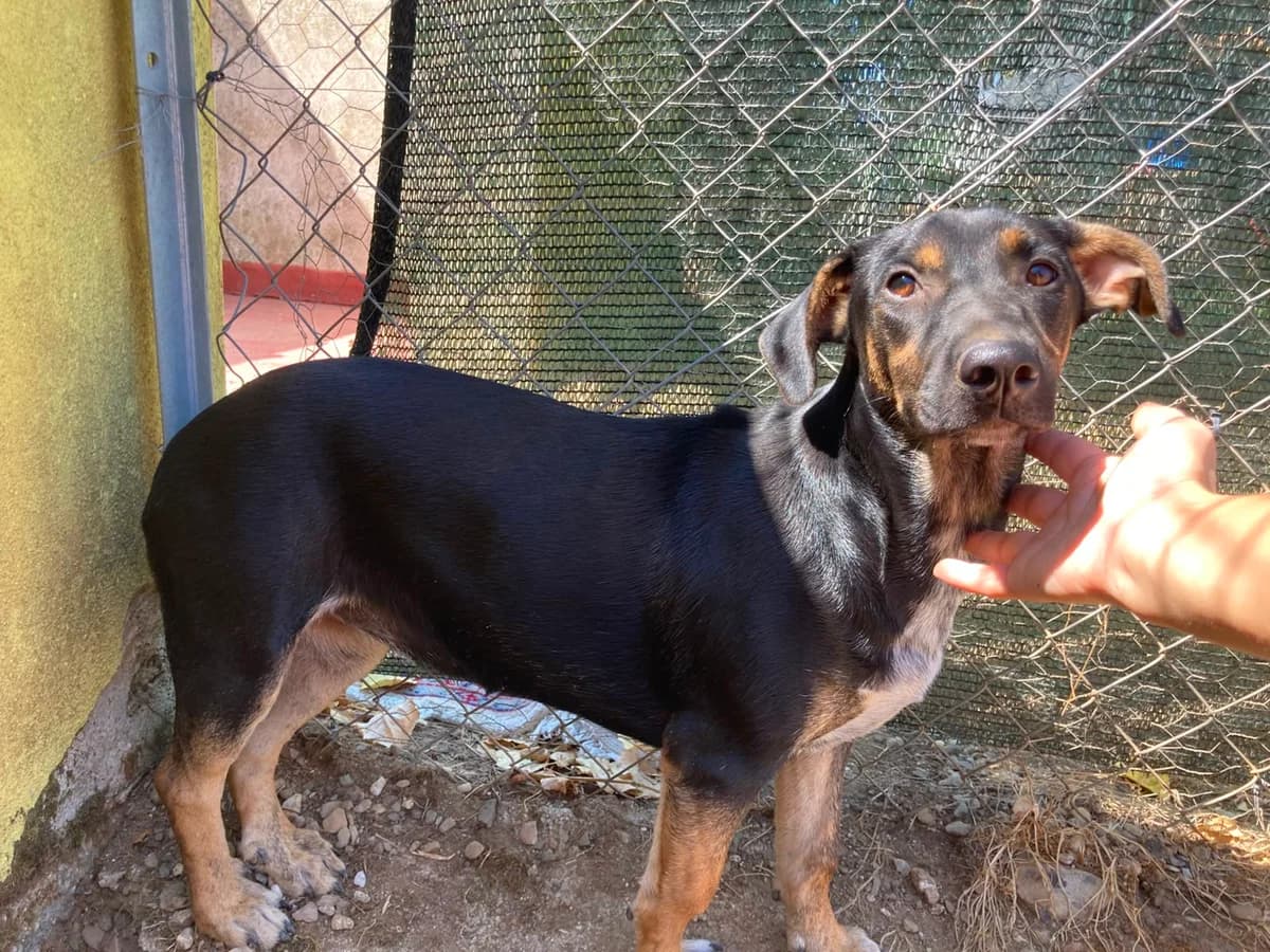 Mafalda, female puppy Mixed Breed for adoption at Zampesarde