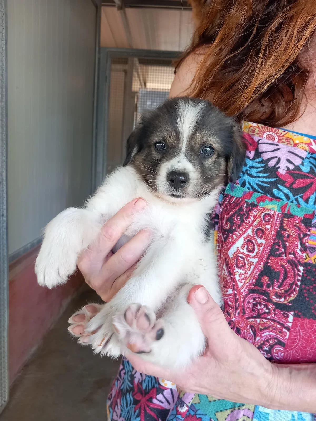 Milo, male puppy Mixed Breed for adoption at Zampesarde