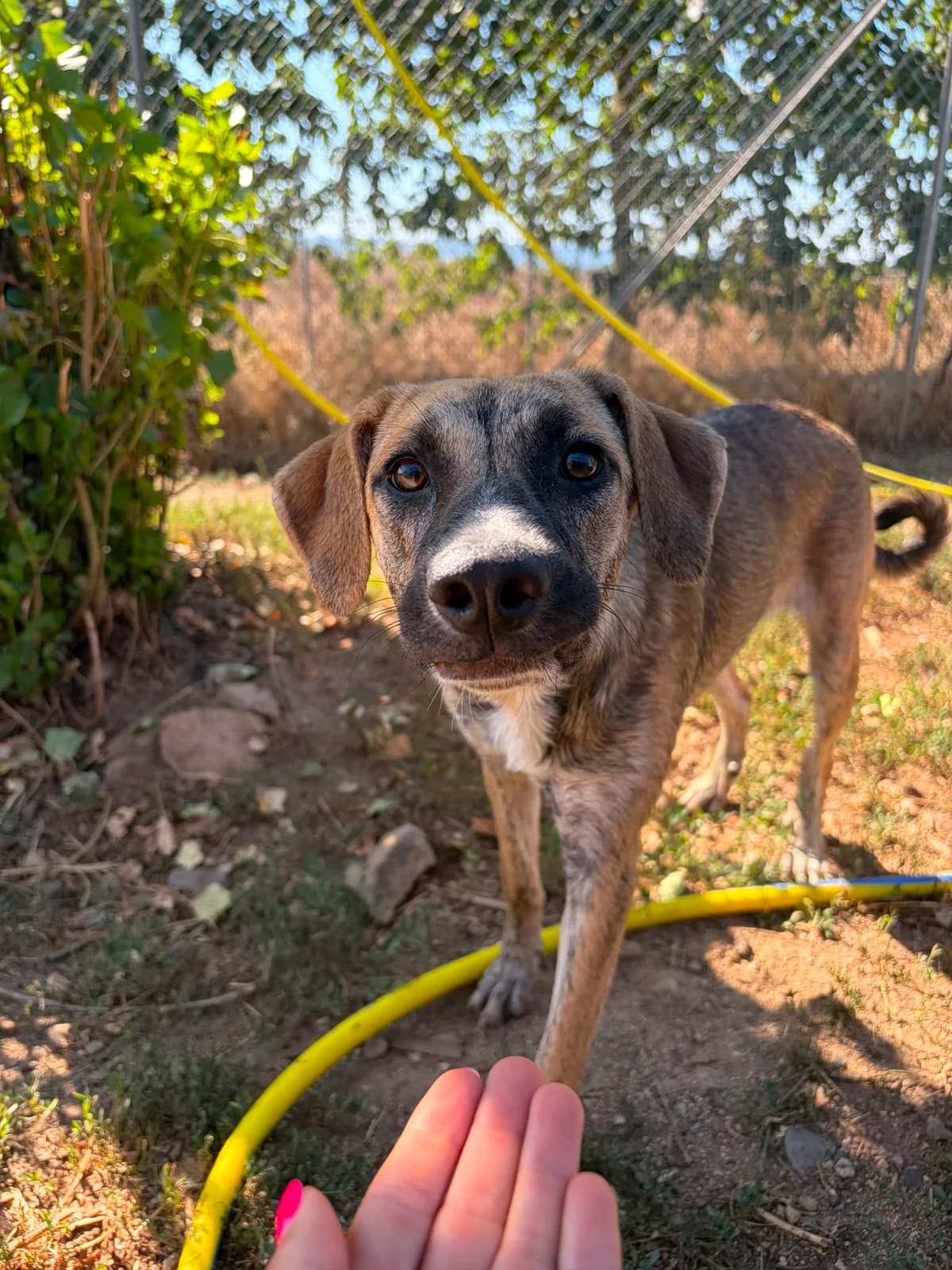 Olivia, female puppy Mixed Breed for adoption at Zampesarde