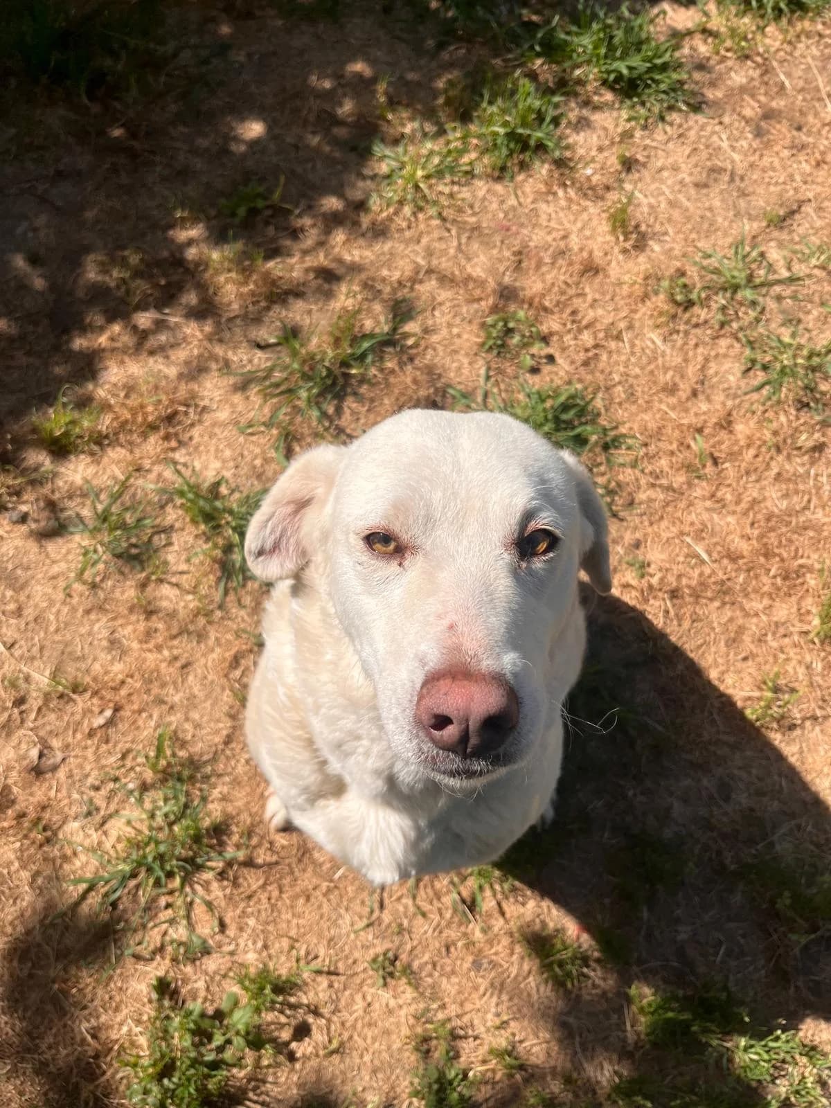 Serafina, female 3yo Mixed Breed for adoption at Zampesarde