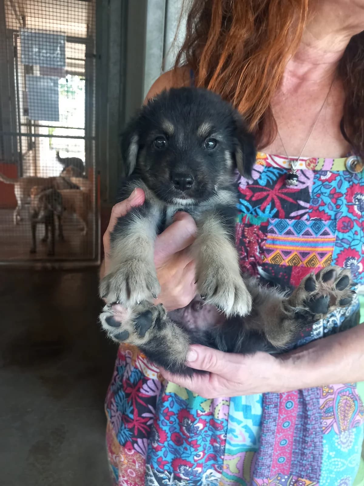 Shiro, male puppy Mixed Breed for adoption at Zampesarde