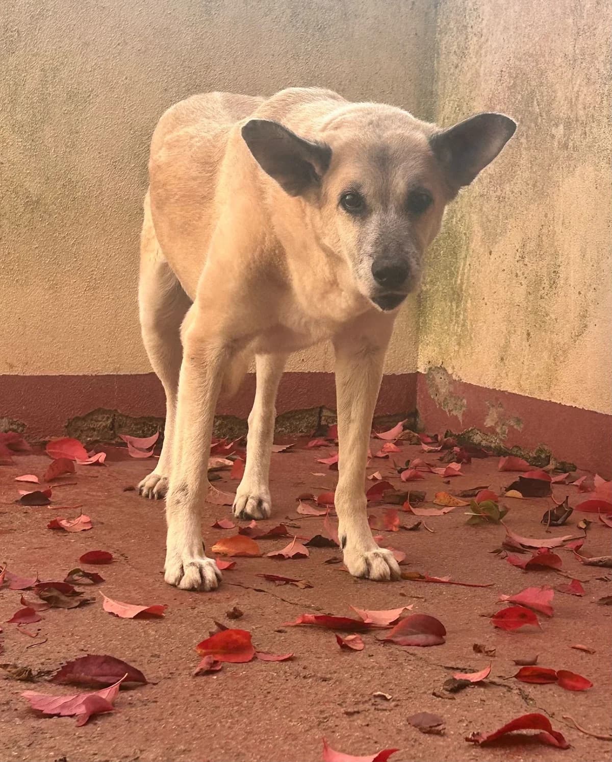 Vita, senior Mixed Breed for adoption at Zampesarde