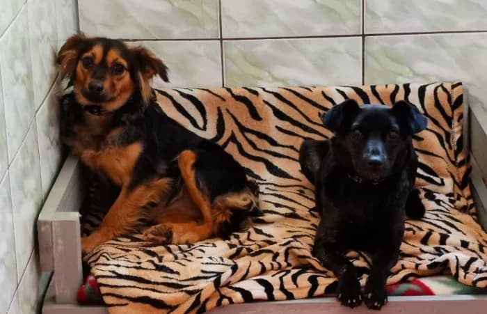 Noira ir Oira, female 5yo Mixed Breed for adoption at Beglobis