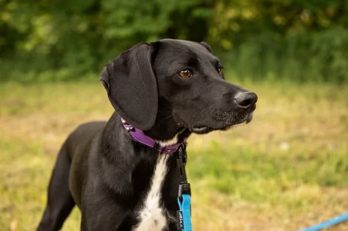 Uma, female young Mixed Breed for adoption at Beglobis