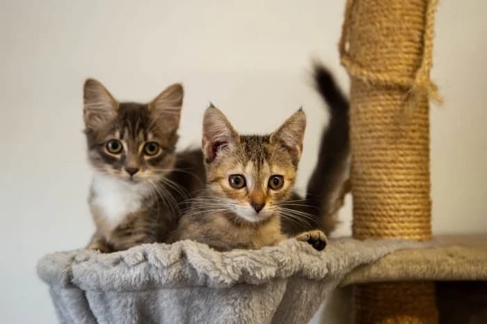 Zia ir Tia, female Mixed Breed for adoption at Beglobis