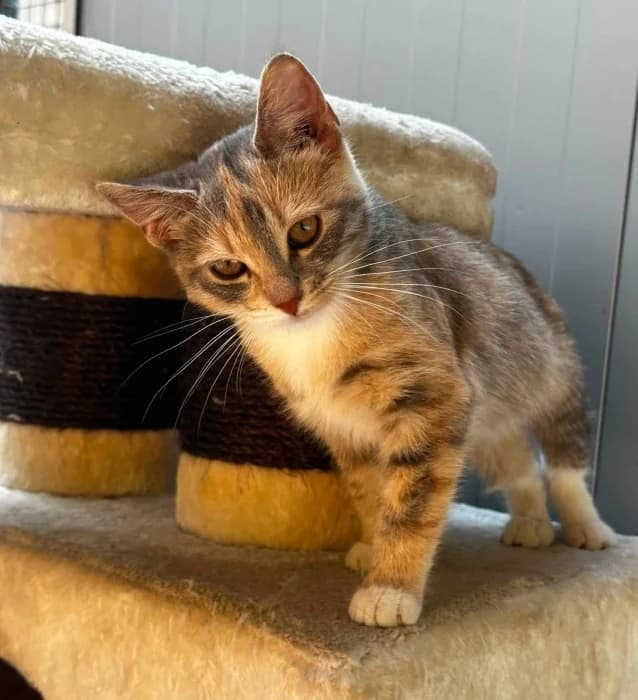 Runa, female Mixed Breed for adoption at Beglobis