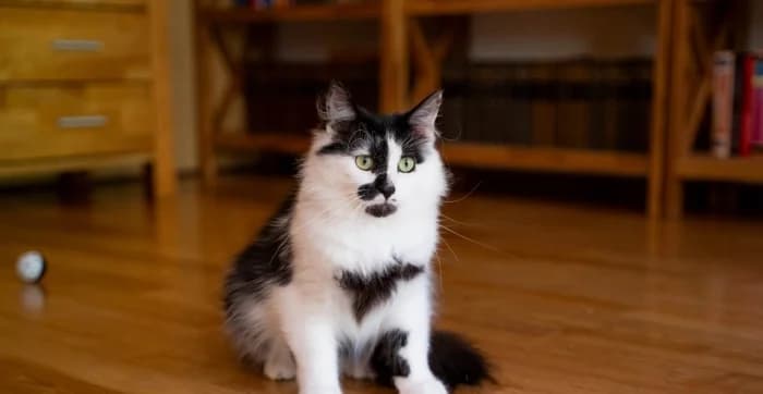Drugelis, young Mixed Breed for adoption at Beglobis