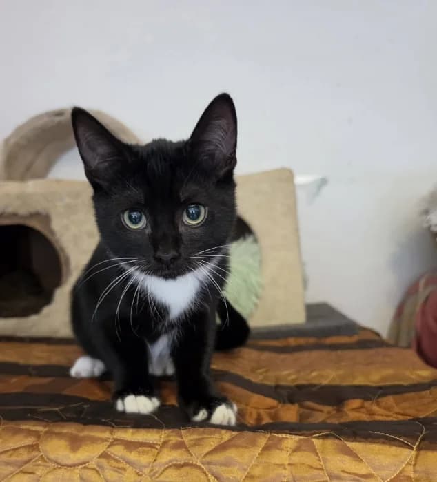 Magnis, Mixed Breed for adoption at Beglobis