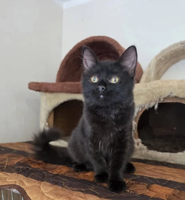 Zumba, female Mixed Breed for adoption at Beglobis