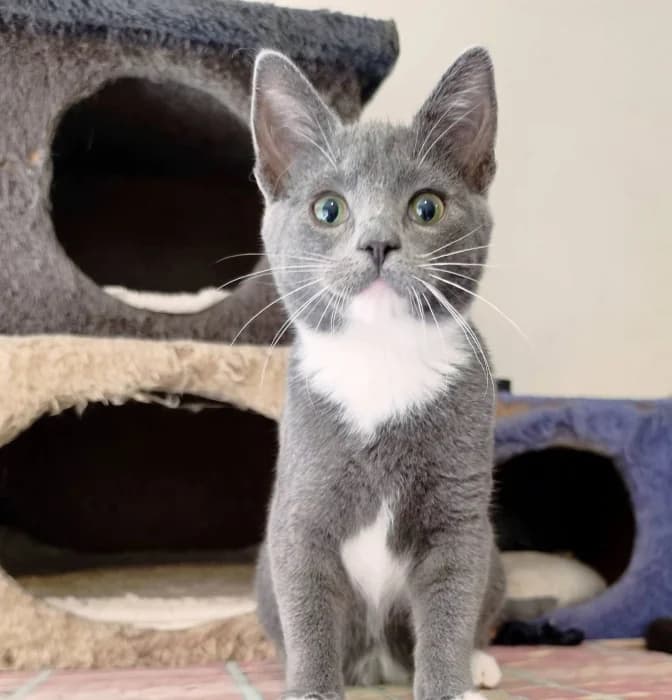 Saphyra, female Mixed Breed for adoption at Beglobis