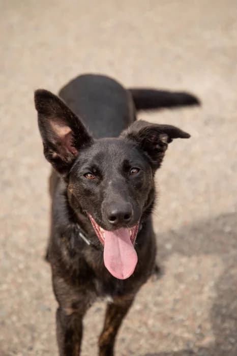 Lilya, female young Mixed Breed for adoption at Beglobis