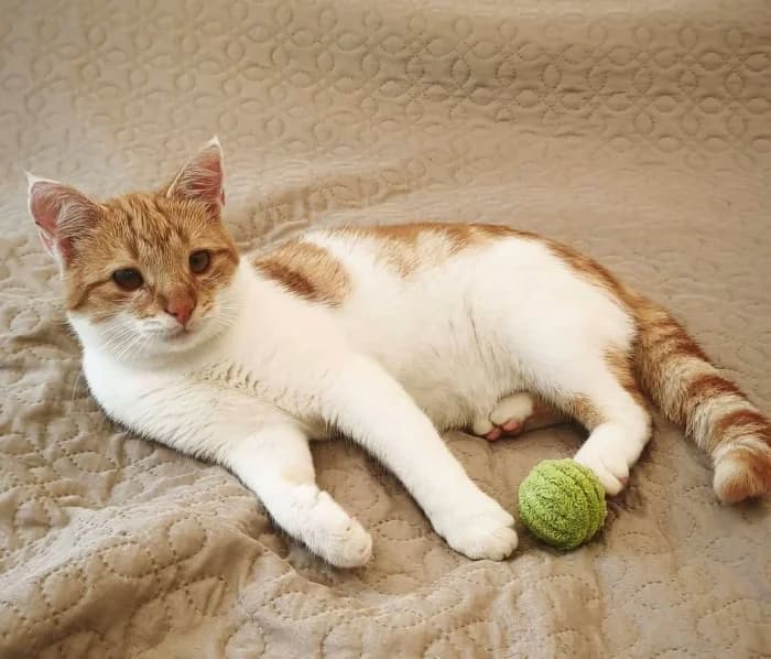 Miksiukas, Mixed Breed for adoption at Beglobis