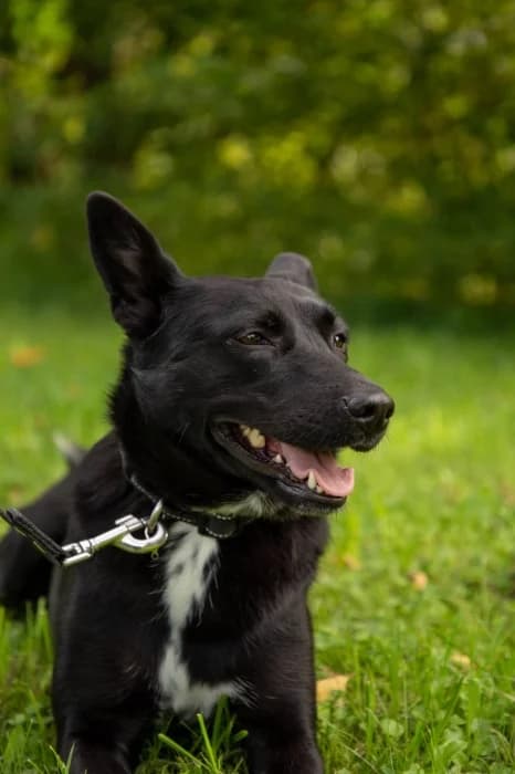 Rebeka, female young Mixed Breed for adoption at Beglobis
