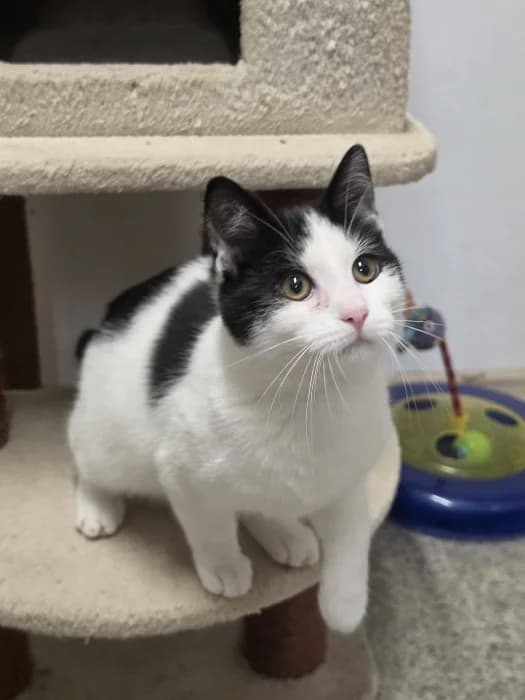 Meliva, female Mixed Breed for adoption at Beglobis