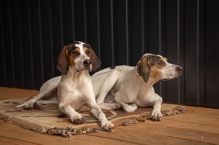 Elza ir Ashley, female young Mixed Breed for adoption at Beglobis