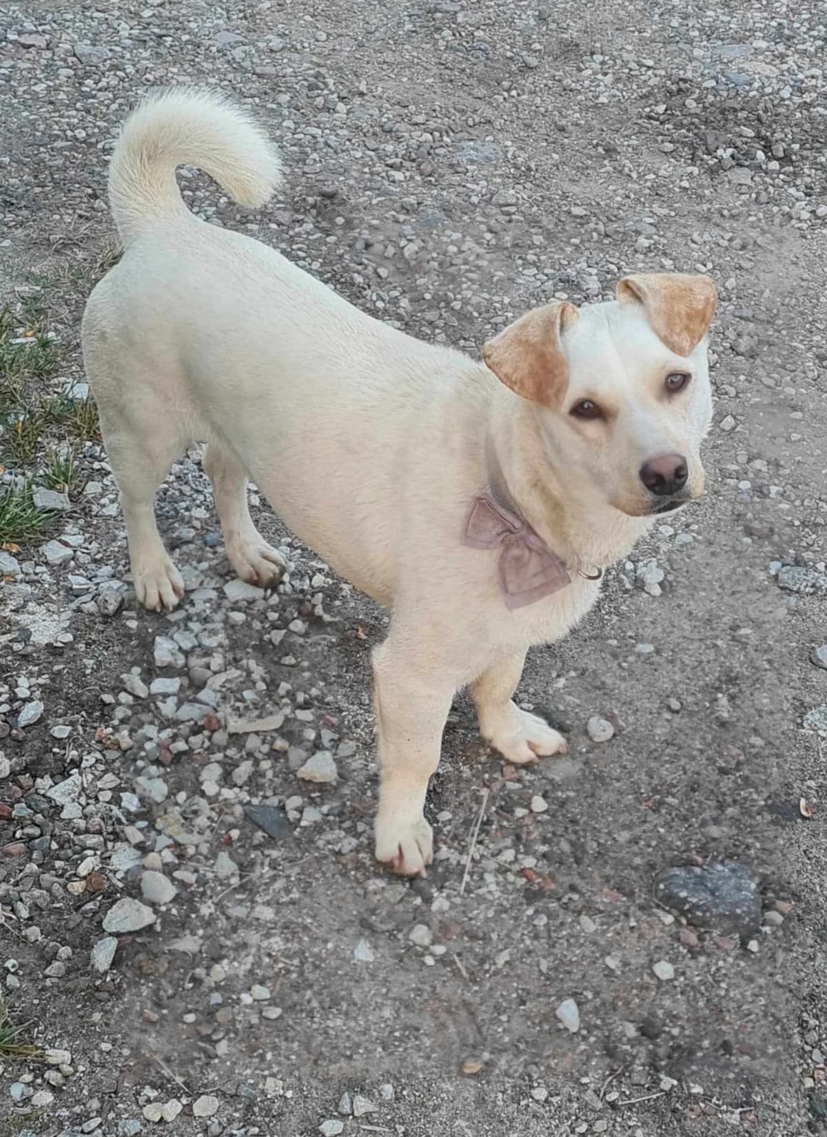 Bičiulis, male Mixed Breed for adoption at Būk mano draugas