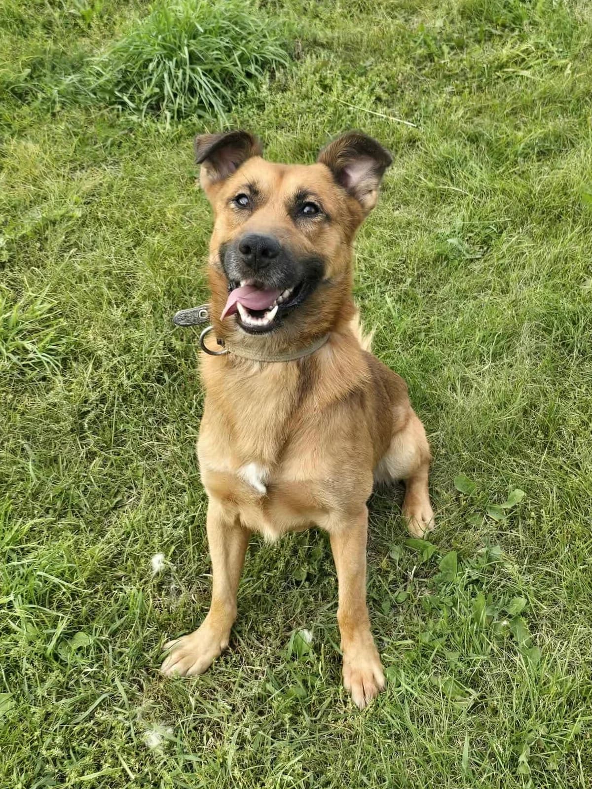 Bingo-Arčis, male 6yo Mixed Breed for adoption at Būk mano draugas